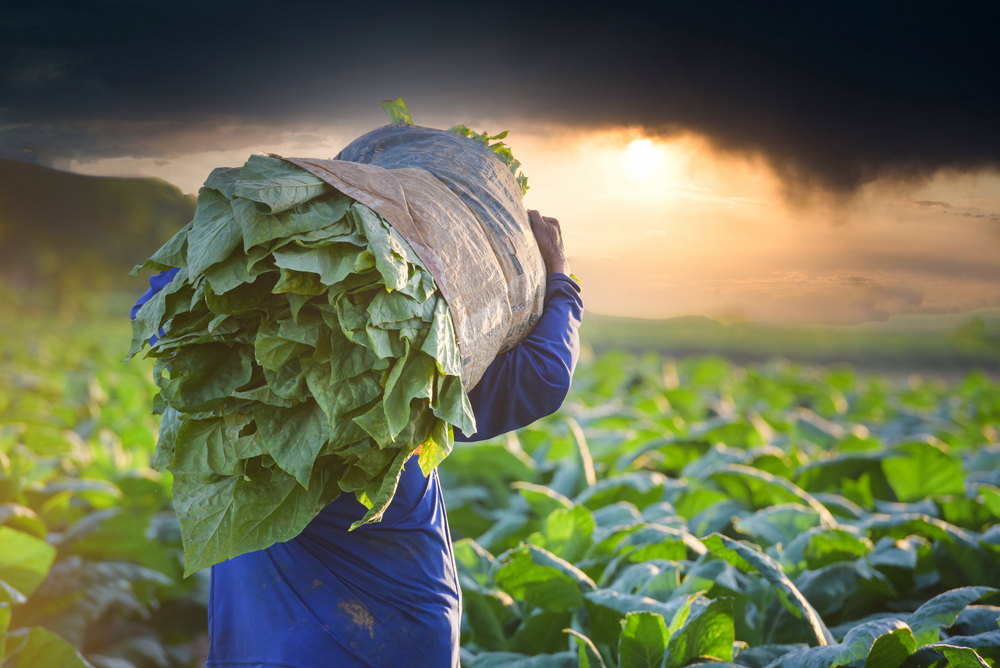 Harvesting and Curing Secrets of Tobacco