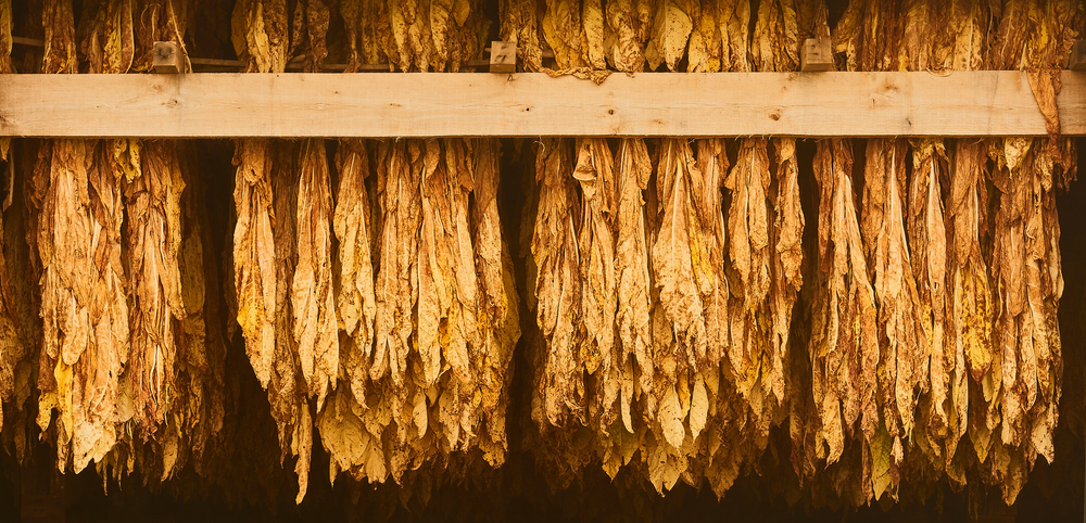 A Comprehensive Guide to Growing Burley Tobacco